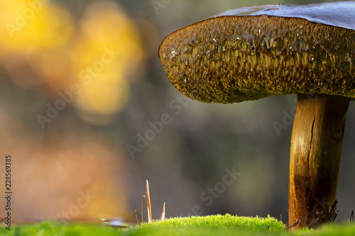 Xerocomellus chrysenteron mushroom in needles forest close up