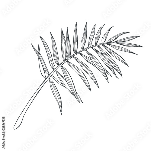 Vector vintage palm leaf in engraving style. Hand drawn botanical illustration of tropical plant branch isolated on white. Floral sketch.