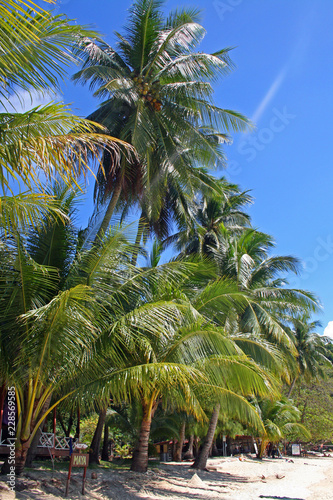 palm trees on beach