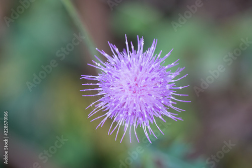 登山道の自然 18 (アザミ)