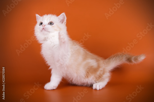 Scottish straight shorthair cat on colored backgrounds