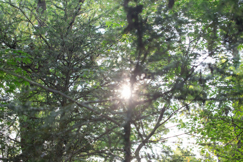 登山道の自然 15 (眩しい2) 