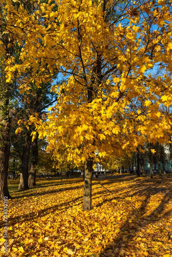 Fallen yellow leaves in the alley of trees.Autumn in the park on a sunny day.Golden autumn Fallen yellow leaves in the alley of trees.Autumn in the park on a sunny day.Golden autumn