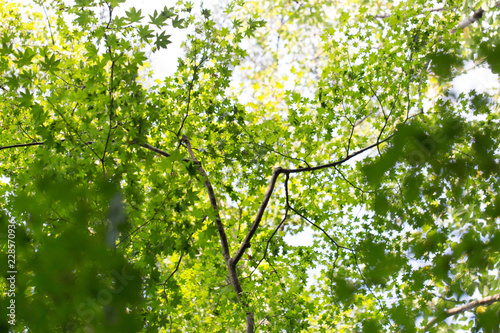 登山道の自然 29 (緑を見上げる)