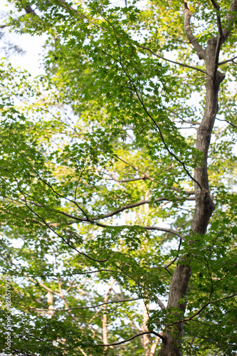 登山道の自然 28 (緑を見上げる)