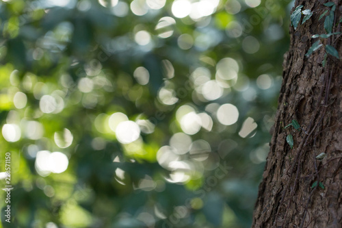 登山道の自然 27 (緑と黄と光)