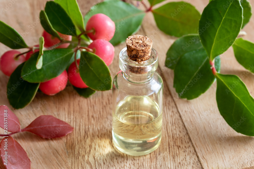 A bottle of wintergreen essential oil with fresh wintergreen A bottle of wintergreen essential oil with fresh wintergreen