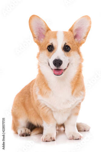 Fototapeta Naklejka Na Ścianę i Meble -  Welsh corgi dog sitting isolated on white background