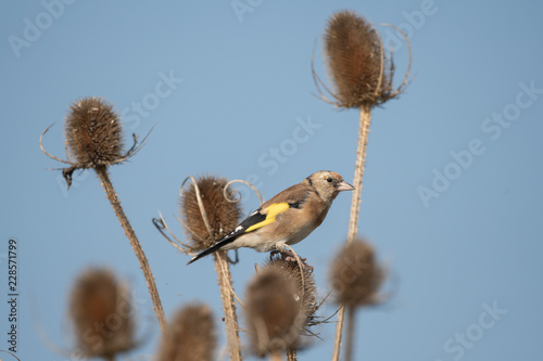 Goldfinch sitting and feeding on a teasel seed head