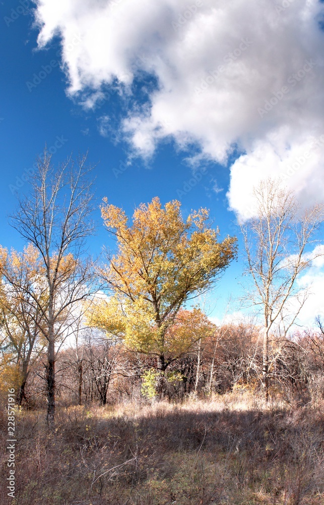 tree in autumn