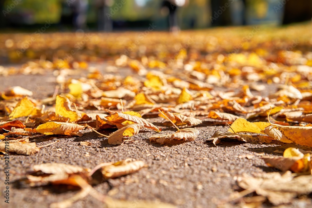 Herabgefallenes Herbstlaub auf einem Fußweg im Oktober Herabgefallenes Herbstlaub auf einem Fußweg im Oktober