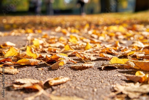 Herabgefallenes Herbstlaub auf einem Fußweg im Oktober