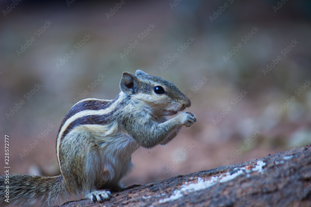 Squirrels are members of the family Sciuridae, a family that includes small or medium-size rodents. Squirrels are members of the family Sciuridae, a family that includes small or medium-size rodents.