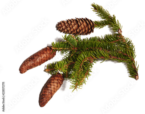branch of fir tree with strobiles on white background, isolated
