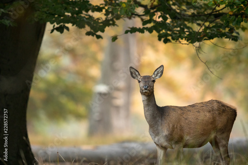 Female red deer standing under a tree, beautiful light in the background