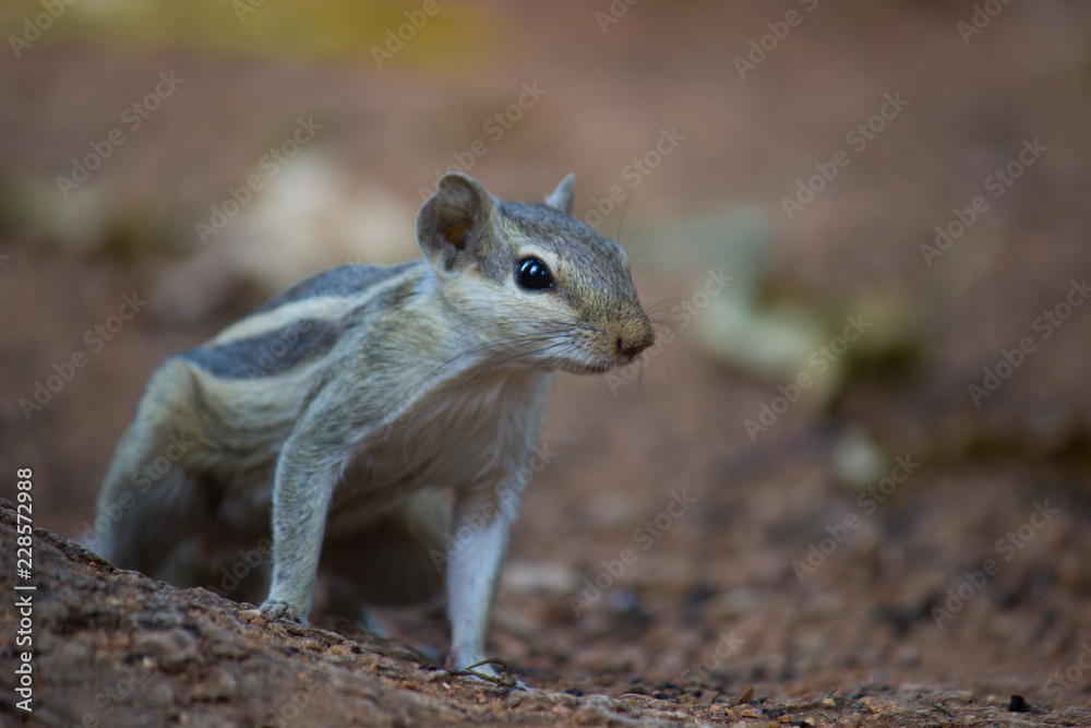 Squirrels are members of the family Sciuridae, a family that includes small or medium-size rodents. Squirrels are members of the family Sciuridae, a family that includes small or medium-size rodents.
