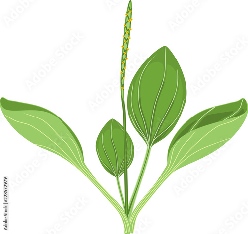 Greater plantain or Plantago major. Plant with green leaves and inflorescence isolated on white background