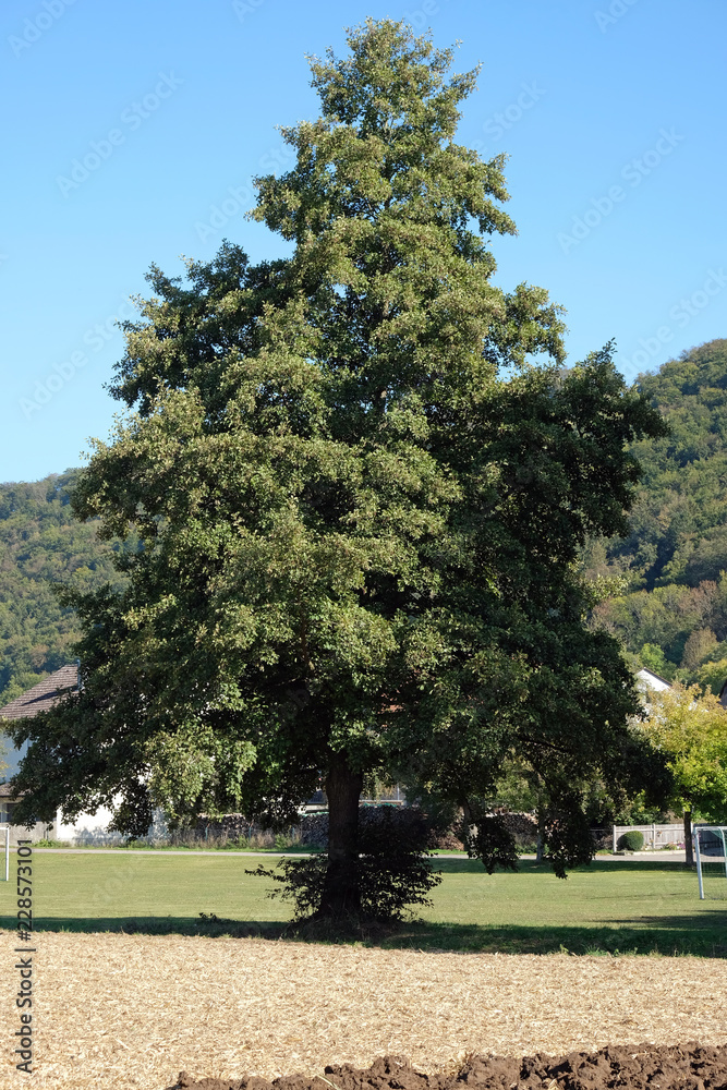 Baum in Bayern