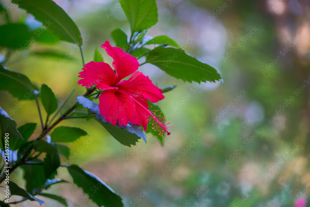 Hibiscus flower hanging from the tree seen in a soft blurry background Hibiscus flower hanging from the tree seen in a soft blurry background