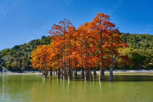 Fototapeta Naklejka Na Ścianę i Meble -  Golden Taxodium distichum stand in a gorgeous lake against the backdrop of the Caucasus mountains in the fall. Autumn. October. Sukko Valley. Anapa. Krasnodar region. Russia.