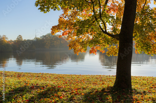 landscape with autumn maple