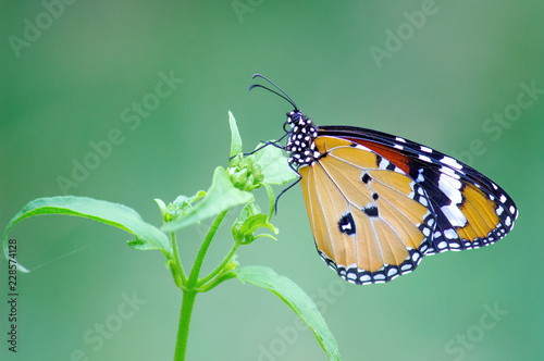 Plain Tiger butterfly sitting on the flower plant with a nice soft background in its natural habitat