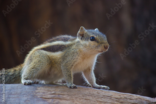 Squirrels are members of the family Sciuridae, a family that includes small or medium-size rodents.