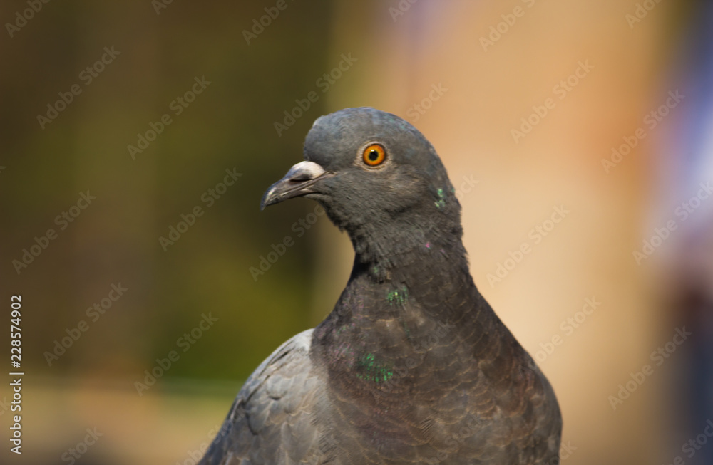 Pigeon looking away very curiously in a soft blurry background Pigeon looking away very curiously in a soft blurry background
