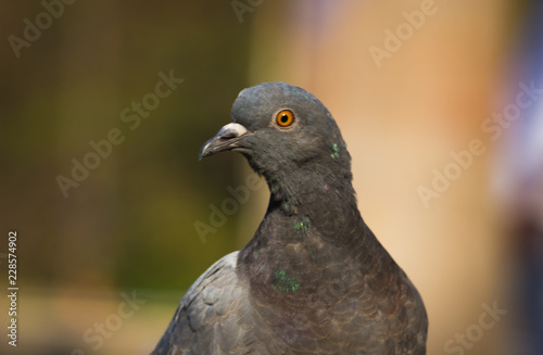 Pigeon looking away very curiously in a soft blurry background