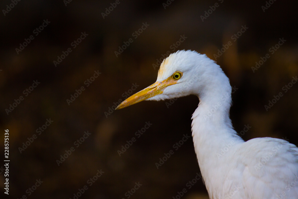 Cattle Egret in the garden in its natural habitat in a soft blurry background. Cattle Egret in the garden in its natural habitat in a soft blurry background.