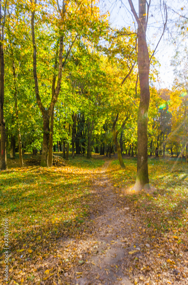 City park in the sunny day in the autumn season City park in the sunny day in the autumn season