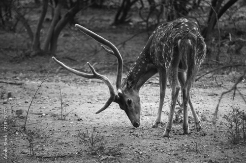 Fototapeta Naklejka Na Ścianę i Meble -  Deer
