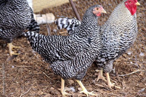 Hertiage Pure Bred Show Dominique Rooster and Hen