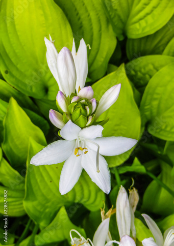 Hosta plantaginea. White Lily. Very expressive smell. White or gray flowers among a huge bush of lime leaves.