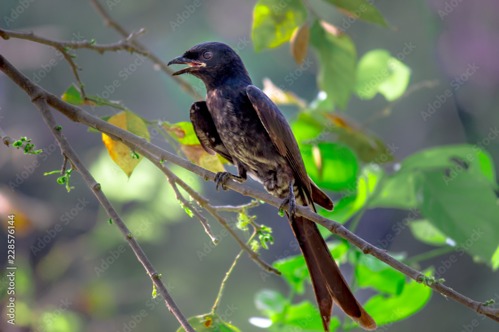 Black drongo sitting on the branch in its natural habitat Black drongo sitting on the branch in its natural habitat