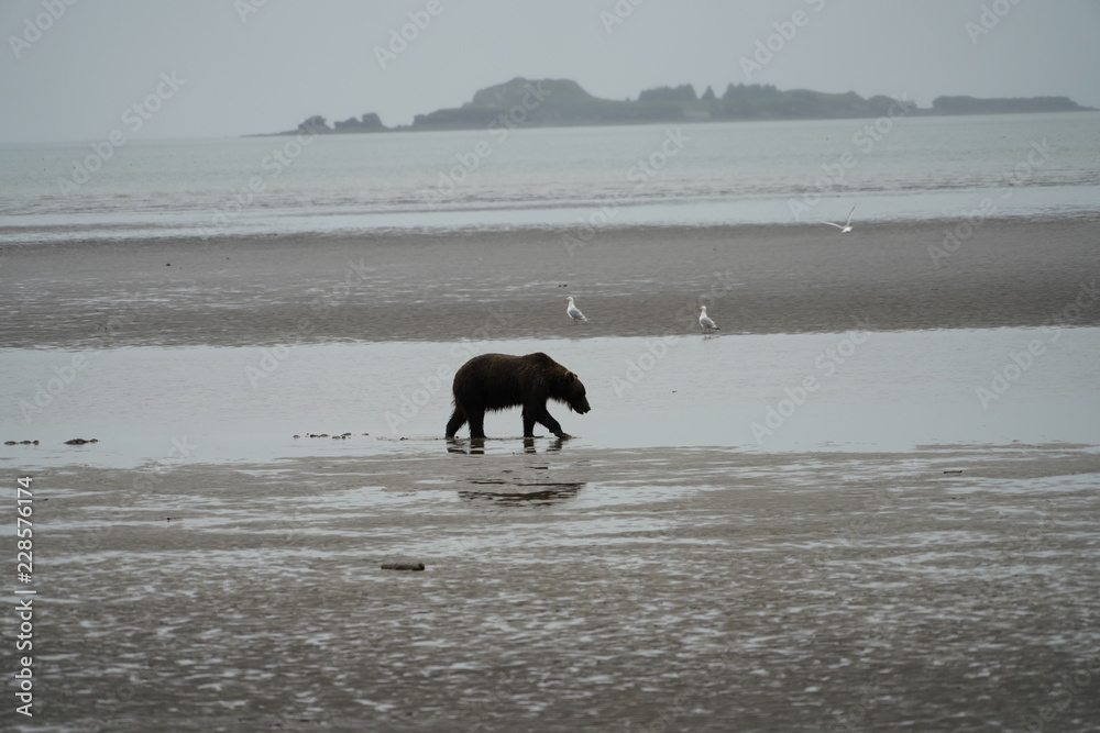 Bear on Beach Bear on Beach