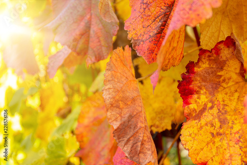 colorfully colored grape leaves