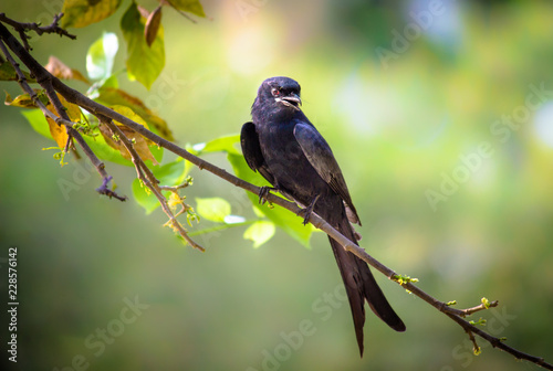Black Drongo sitting on the tree branch in its natural habitat © Robbie Ross