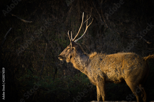 Fototapeta Naklejka Na Ścianę i Meble -  Portrait of a Deer in a soft dark background and soft light.