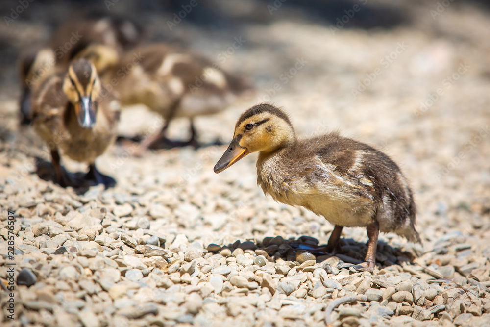 Cute little ducklings family together summer day Cute little ducklings family together summer day