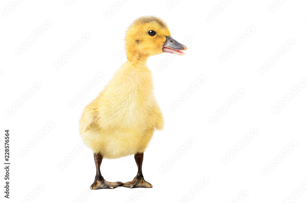 Curious little duckling, isolated on white background