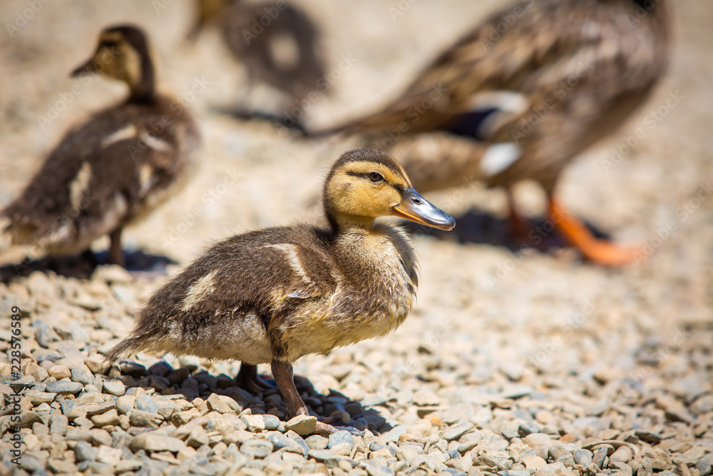 Cute little ducklings family together summer day Cute little ducklings family together summer day