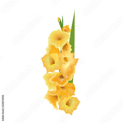Fototapeta Naklejka Na Ścianę i Meble -  Gladiolus or sword lily flower. Vector illustration. yellow bunch isolated