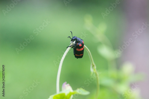 Beetles are a group of insects that form order Coleoptera, in the superorder Endopterygota.  photo