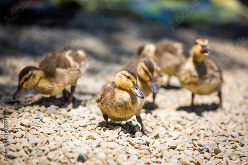 Cute little ducklings family together summer day © PhotoSpirit
