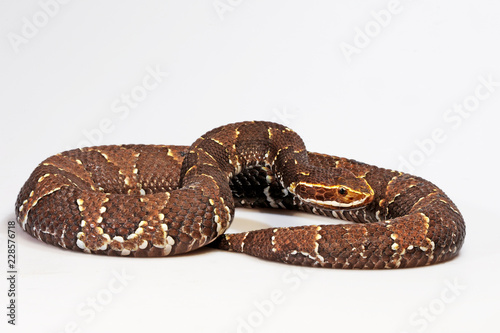 Mexikanische Mokassinotter (Agkistrodon bilineatus taylori ) - Mexican moccasin photo