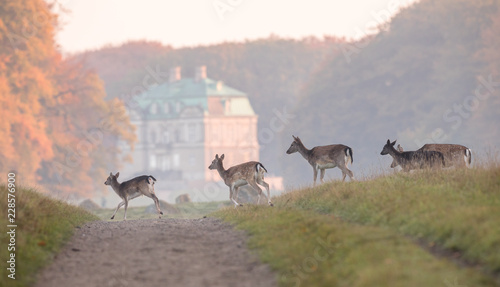 Fallow Deer, Dama dama, females and fawns crossing the dirt road in Dyrehave, Denmark. The Hermitage Palace out of focus in the background. photo