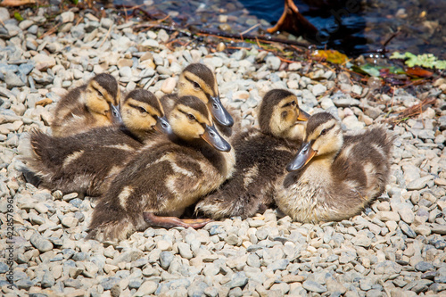Cute little ducklings family together summer day