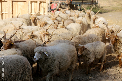 Authentic hungarian sheep breed name is racka sheep photo