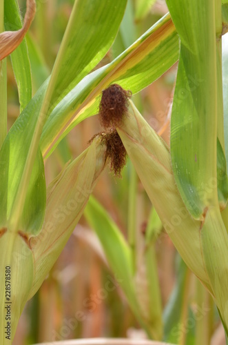 Corn on the cob in the field